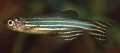 Peixe-zebra