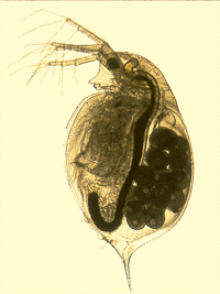 Daphnia