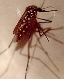 mosquito fêmea