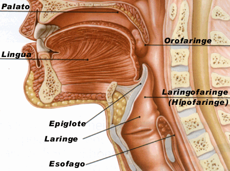 anatomia da garganta