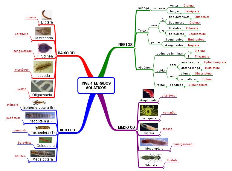 Invertebrados aquticos