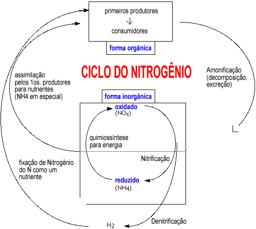 Ciclo do N