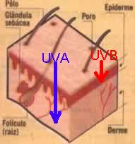 pele e raios ultravioletas