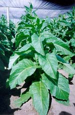 a planta do tabaco
