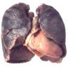 pulmo