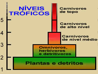 Nveis trficos